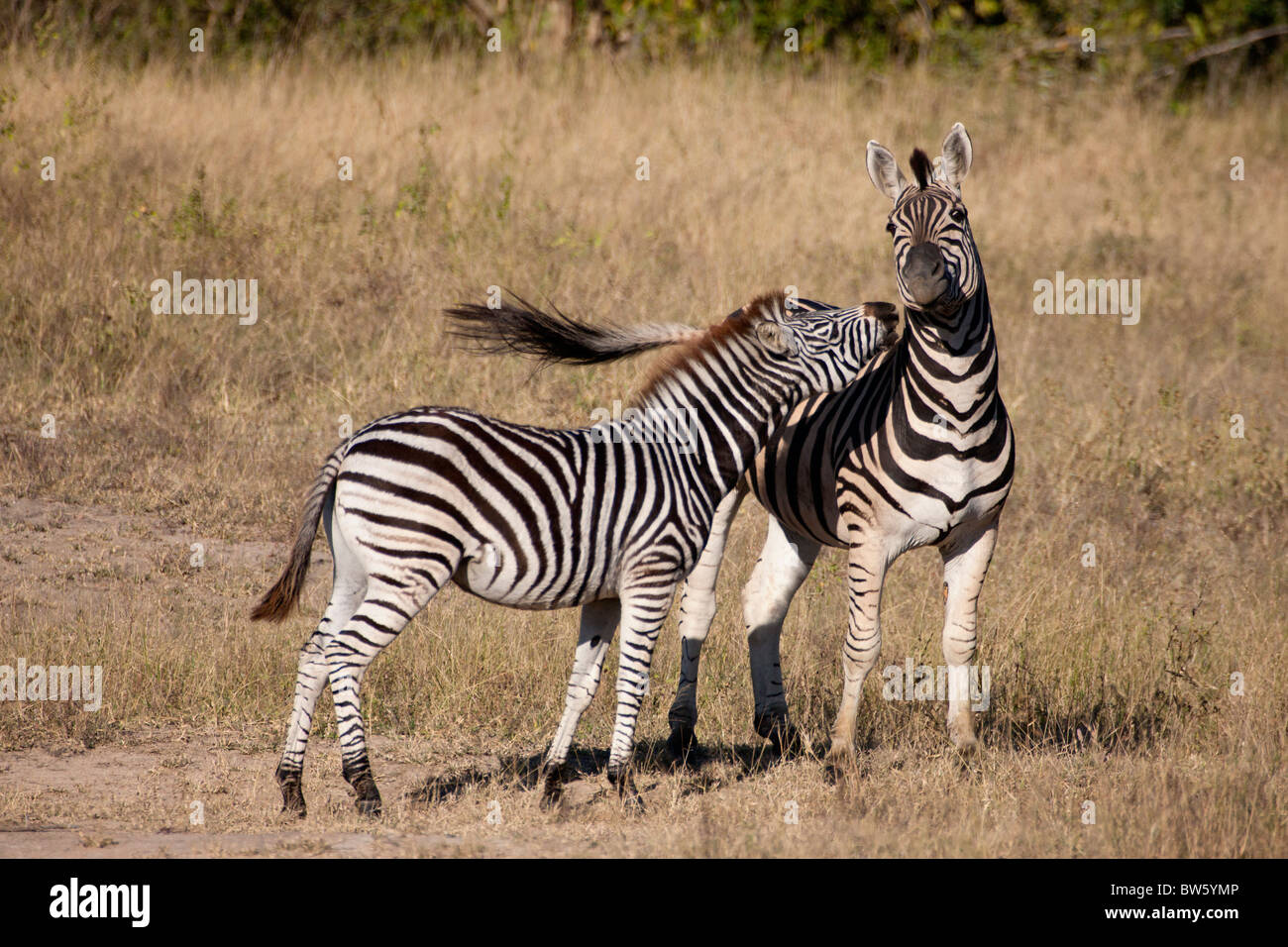 Young Burchell's Zebra Importunes its Mother Stock Photo