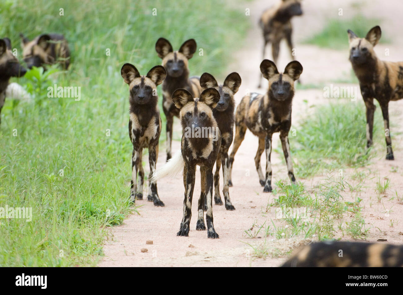 Wild dog pack walking along a road hunting Ruaha national park Tanzania Stock Photo