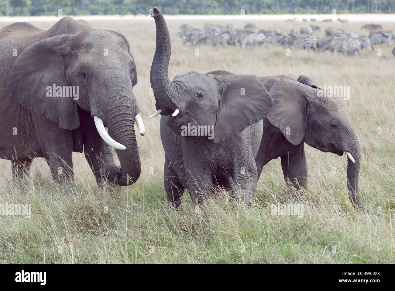 African elephant youngster trumpeting Masai Mara national park Kenya