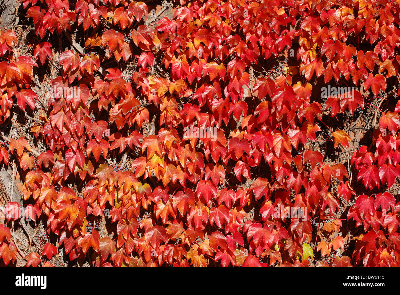 Fall colors on Vines Stock Photo Alamy