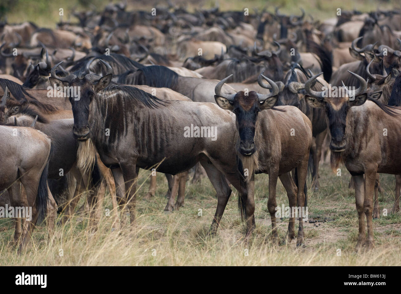 Migrating wildebeast herd Masai Mara national park Kenya Stock Photo