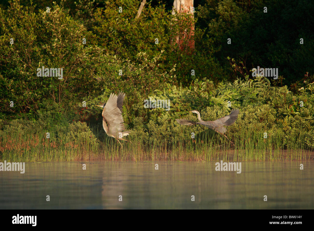 Great Blue Herons Lake Lila, Adirondack State Park New York Stock Photo