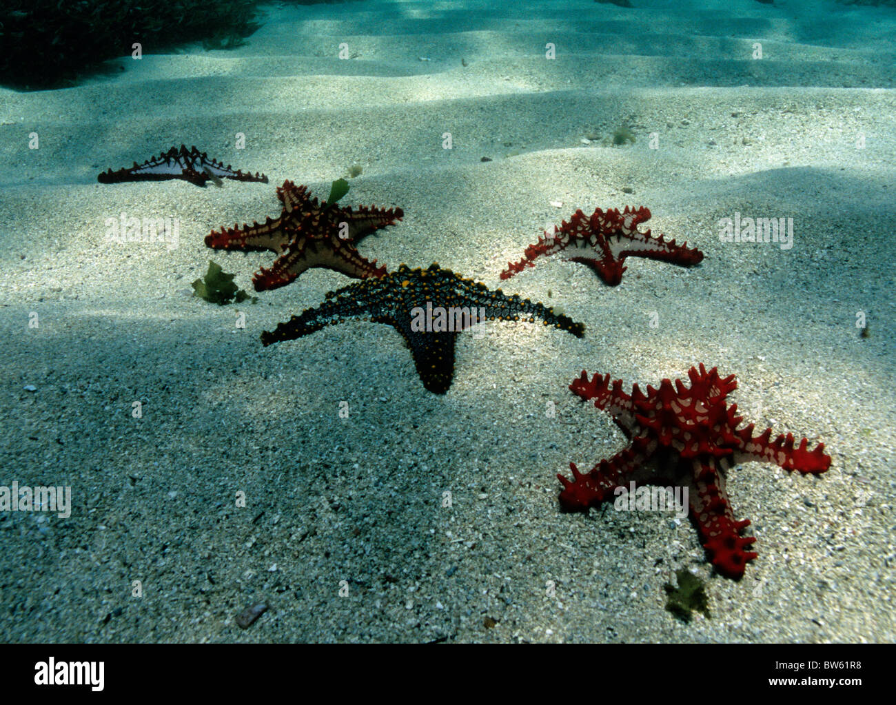 Red Nobbly Starfish Protoeaster spp coral reefs Kenya Stock Photo