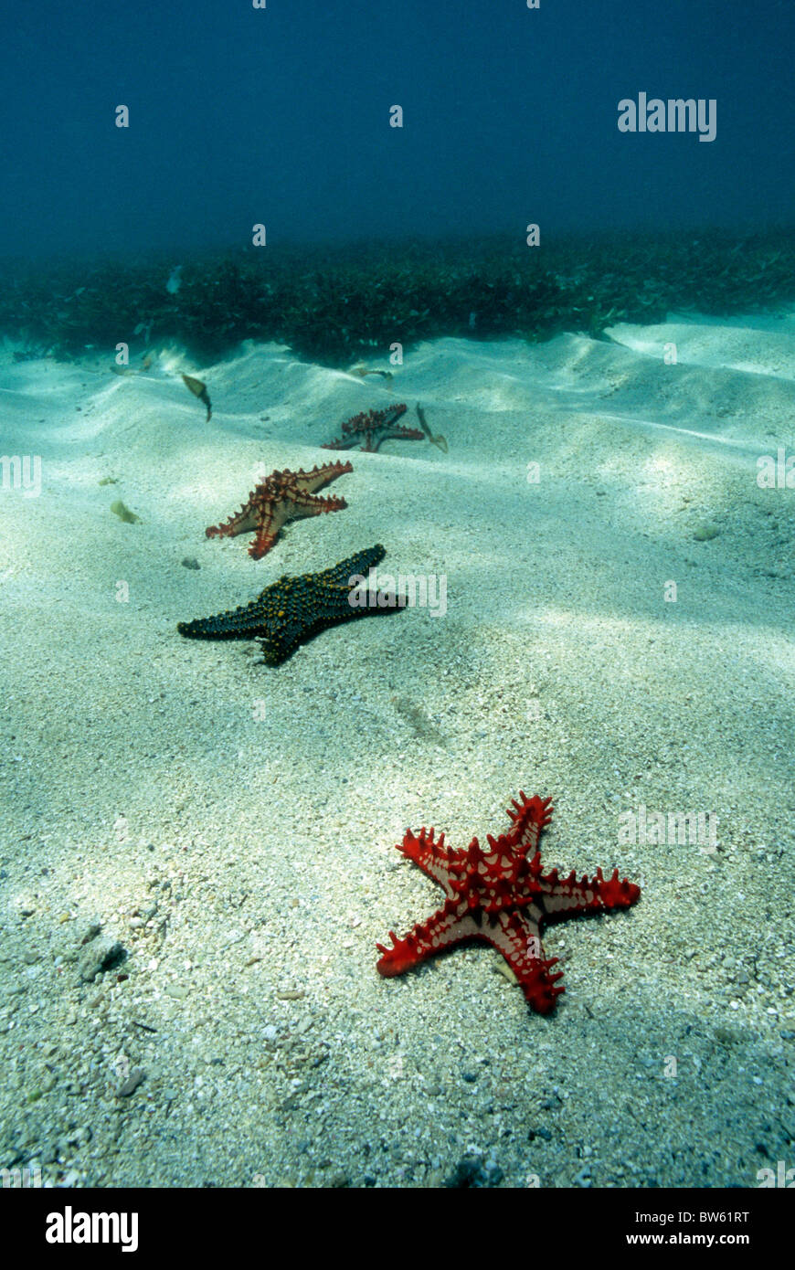 Red Nobbly Starfish Protoeaster spp coral reefs Kenya Stock Photo