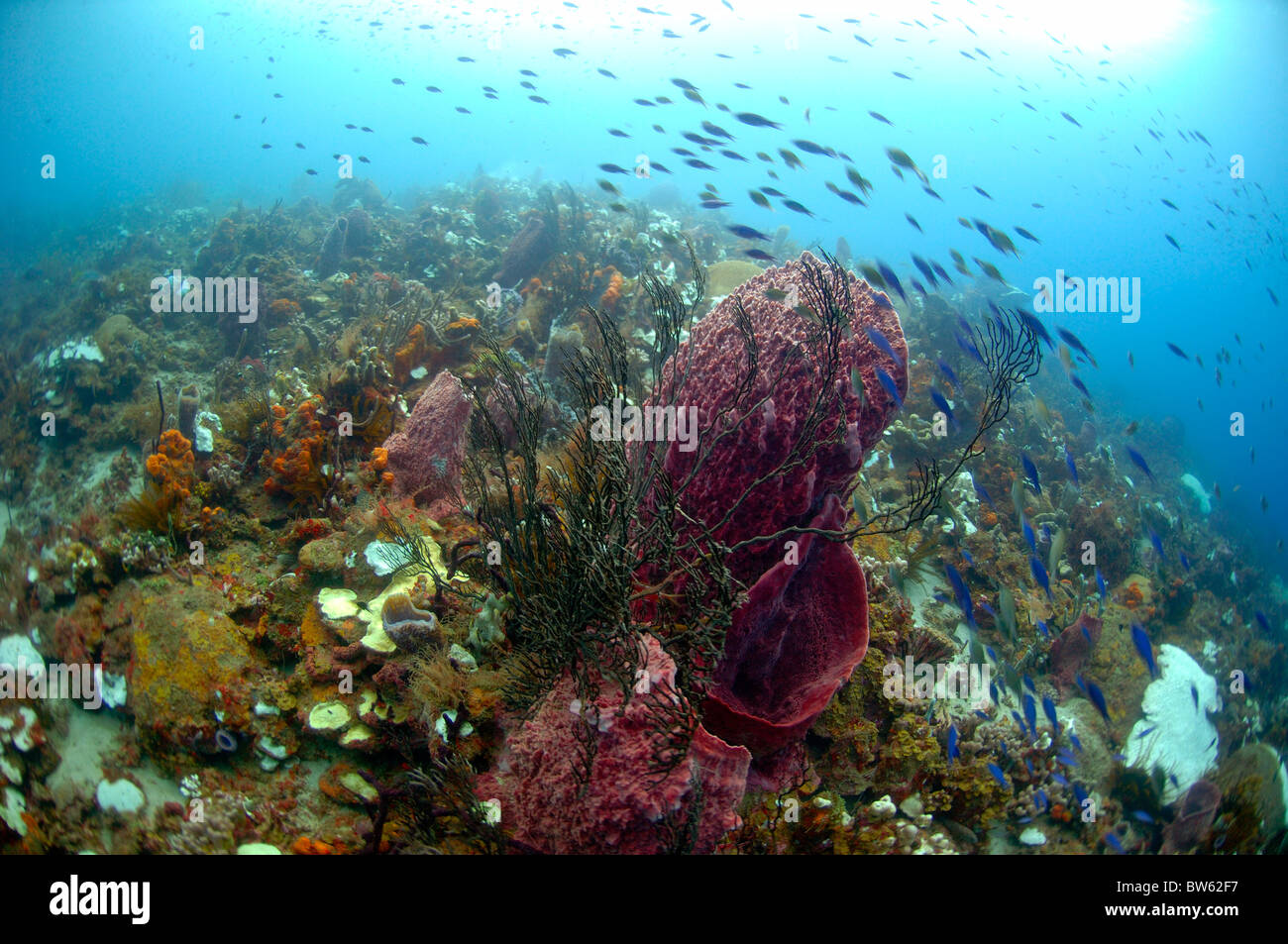 Giant Barrel sponge Demospongiae Xestospongia muta St Lucian Eastern Caribbean Stock Photo