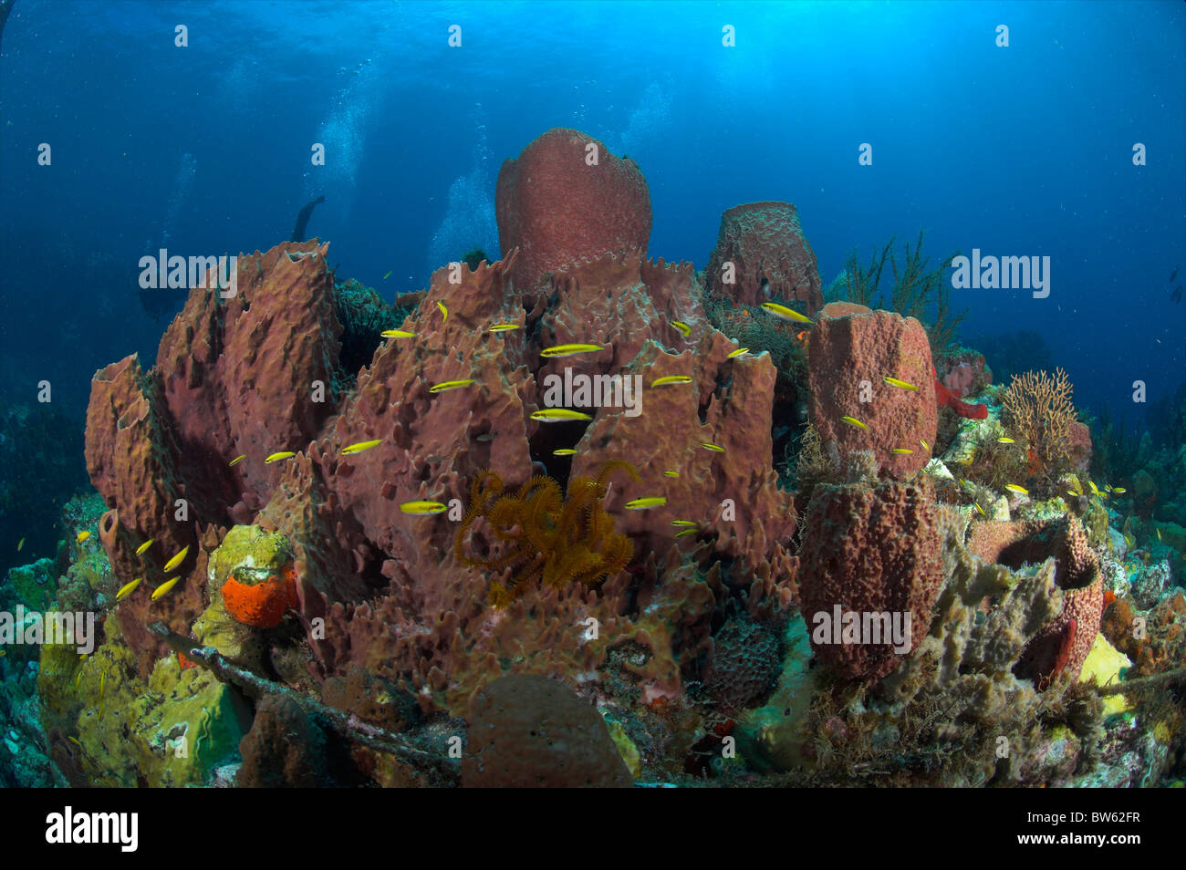 Giant Barrel sponge Demospongiae Xestospongia muta Dominica Eastern Caribbean Stock Photo