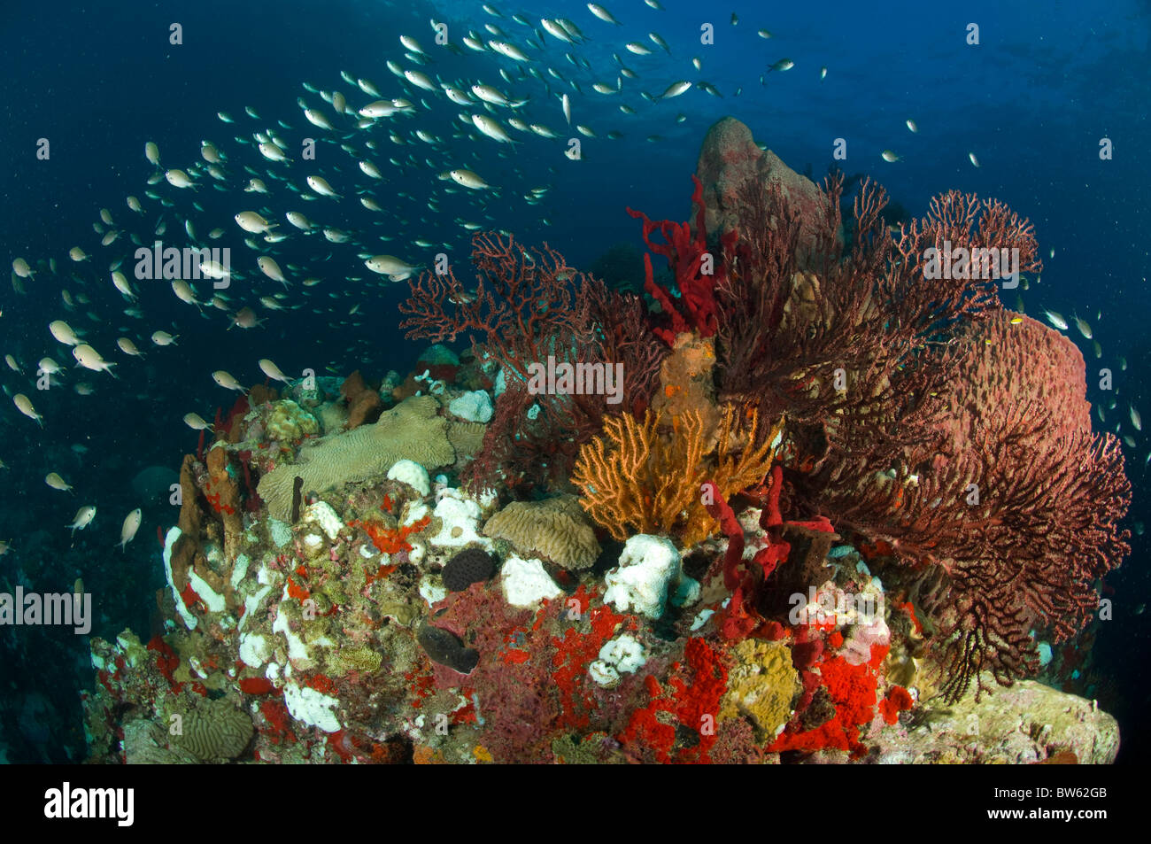 Coral-reef scape St Lucian seascape Stock Photo