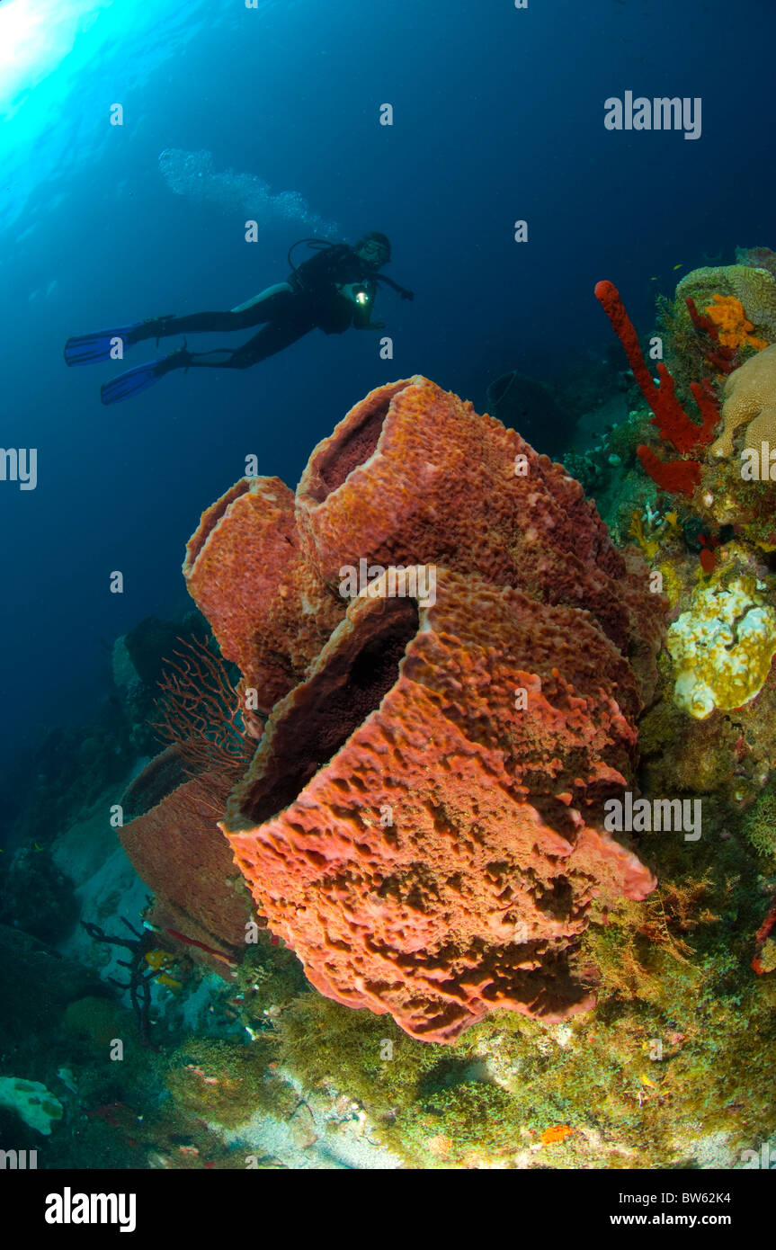 Demospongiae Xestospongia muta Giant Barrel sponge St Lucia Eastern Caribbean Stock Photo