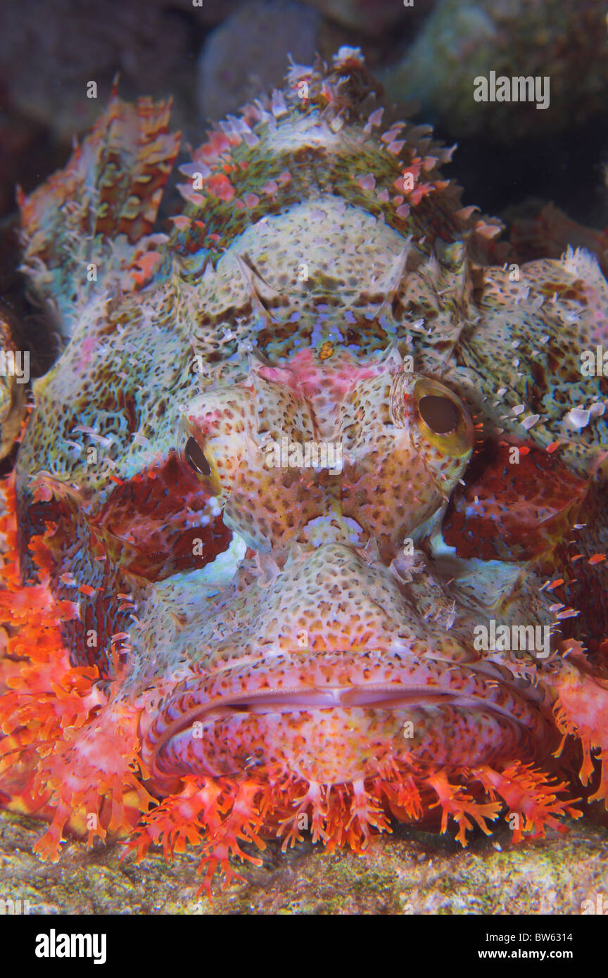 Scorpionfish Scorpaenopsis oxycephalus Coral Reef Nuweiba Sinai Red Sea Stock Photo