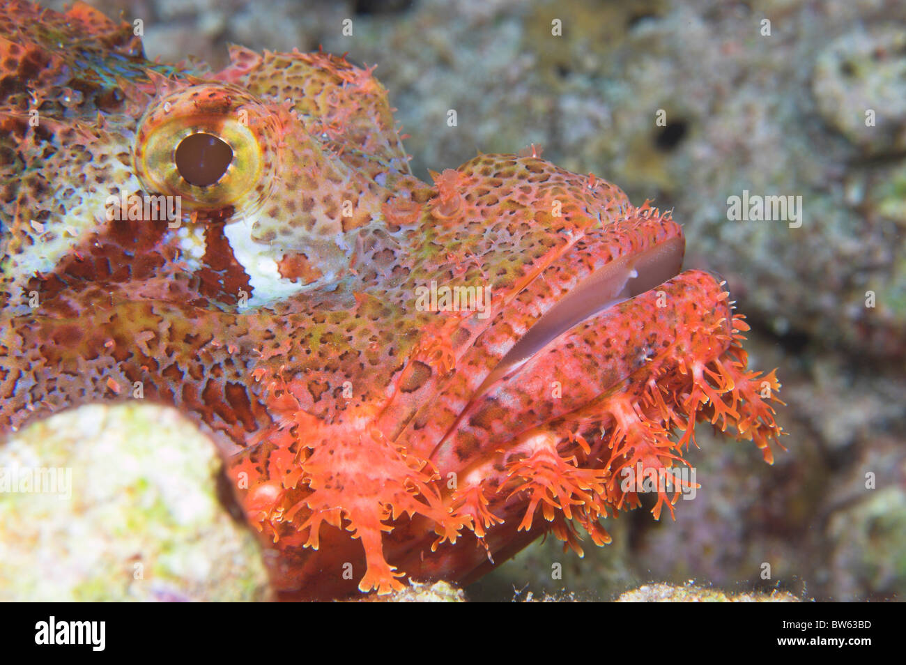 Scorpionfish Scorpaenopsis oxycephalus Sinai Red Sea Stock Photo