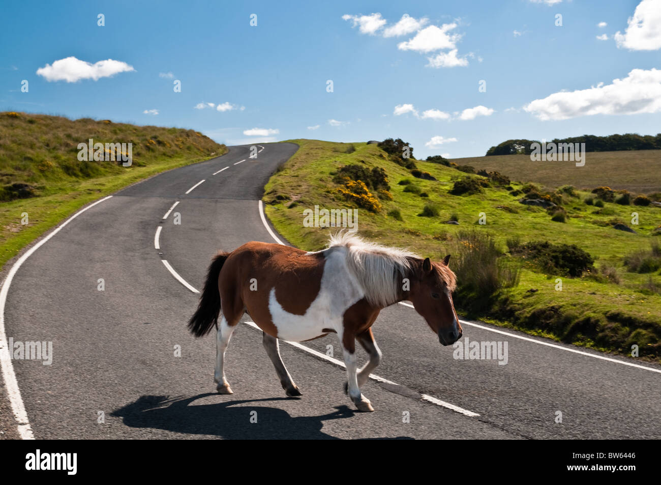 Dartmoor pony on the road Stock Photo Alamy