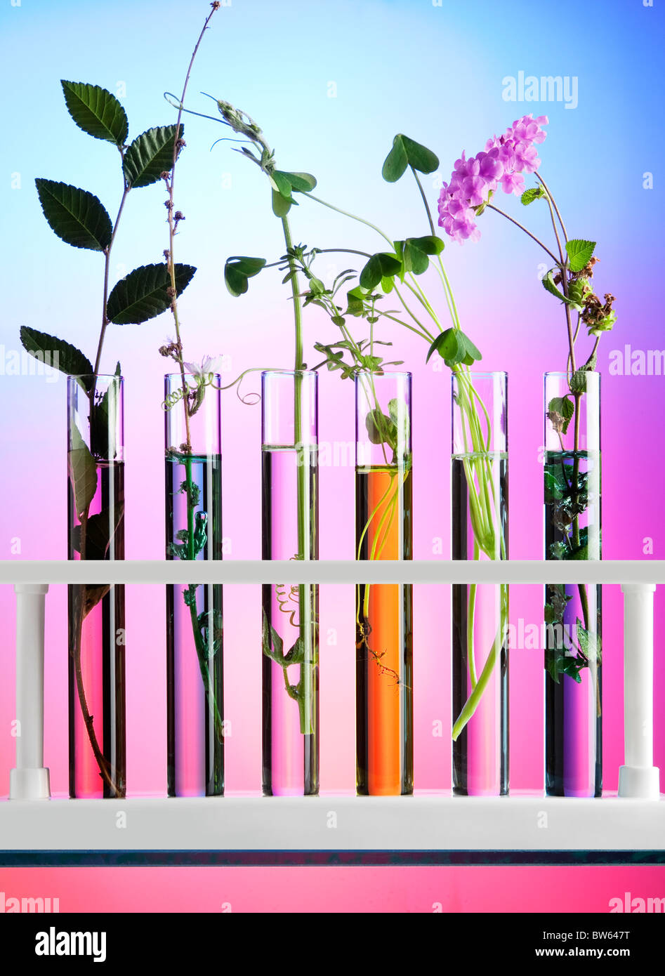 Flowers and plants in test tubes against a colorful background Stock