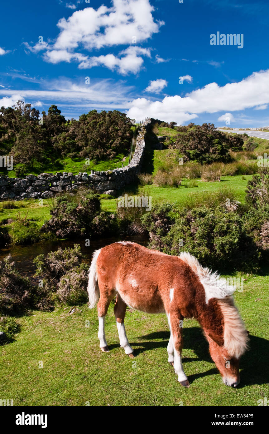 Pony road hi-res stock photography and images - Alamy