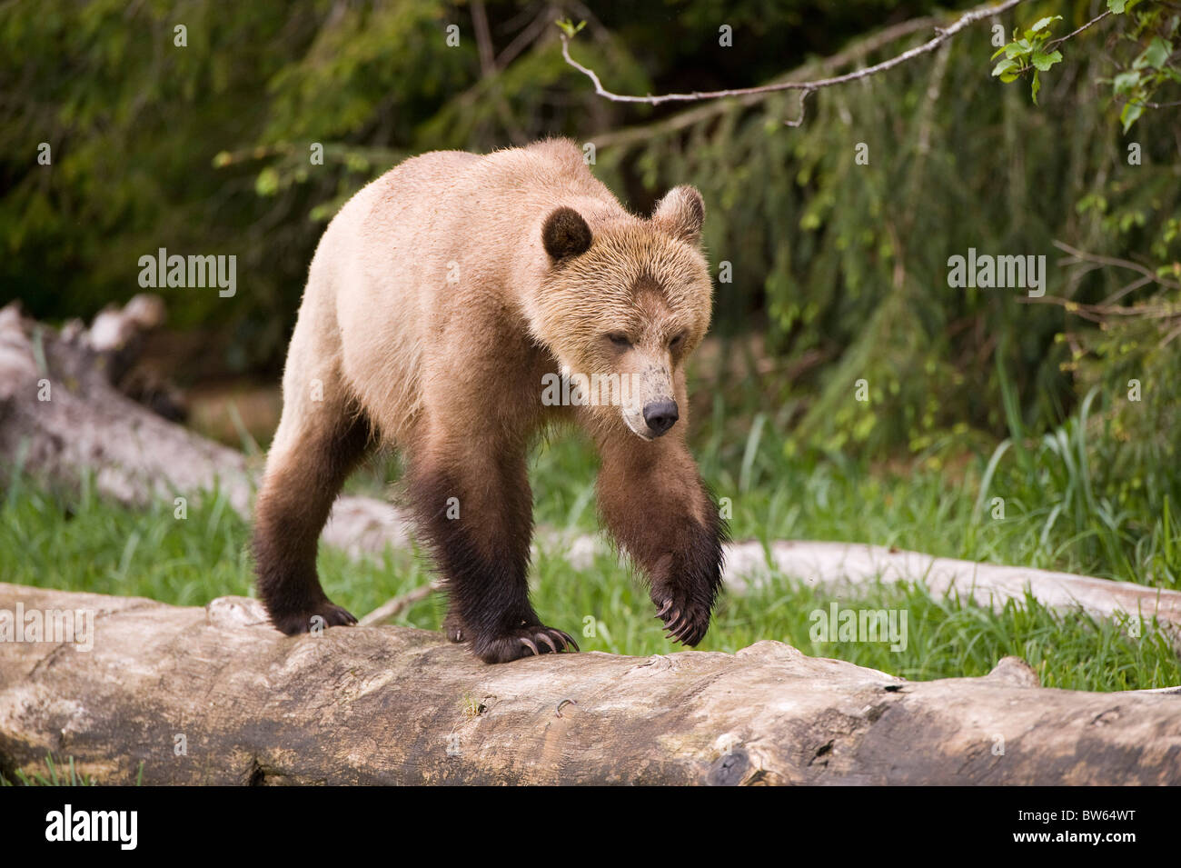 Grizzly bear Ursus arctos horribilis Knight Inlet British Columbia Stock Photo
