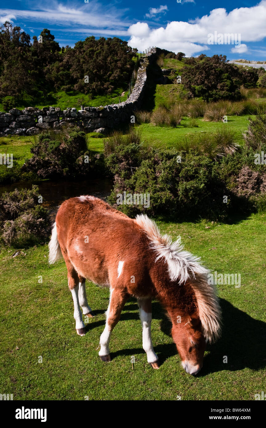 Pony road hi-res stock photography and images - Alamy