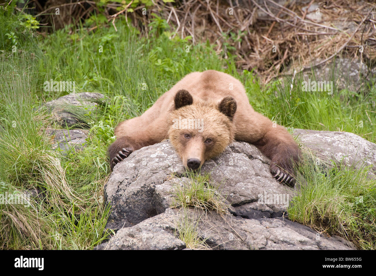 Grizzly bear Ursus arctos horribilis Knight Inlet British Columbia Stock Photo