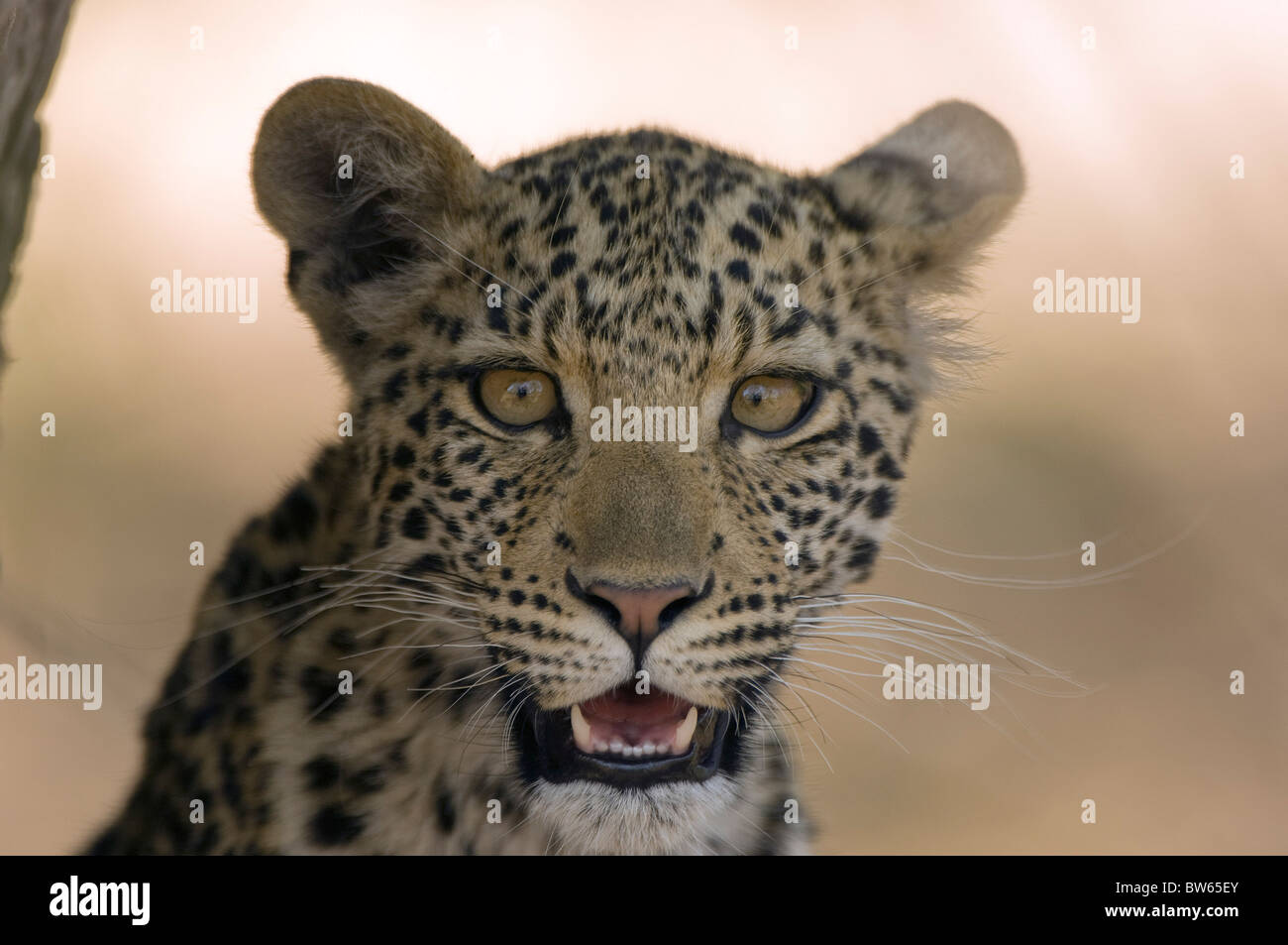 Leopard cub Panthera pardus portait Linyanti region Stock Photo