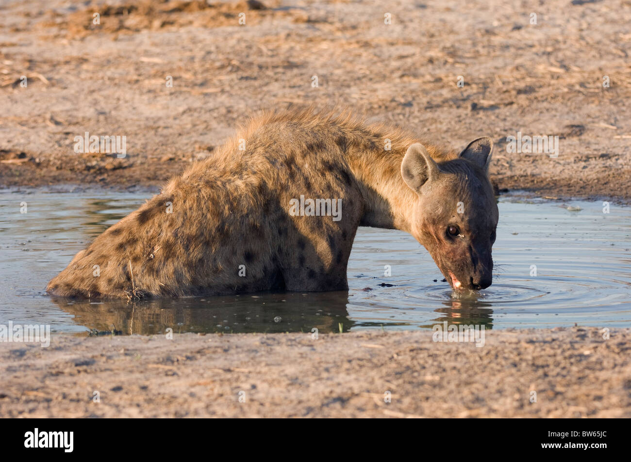 Spotted hyaena Crocuta crocuta Linyanti region Botswana Stock Photo