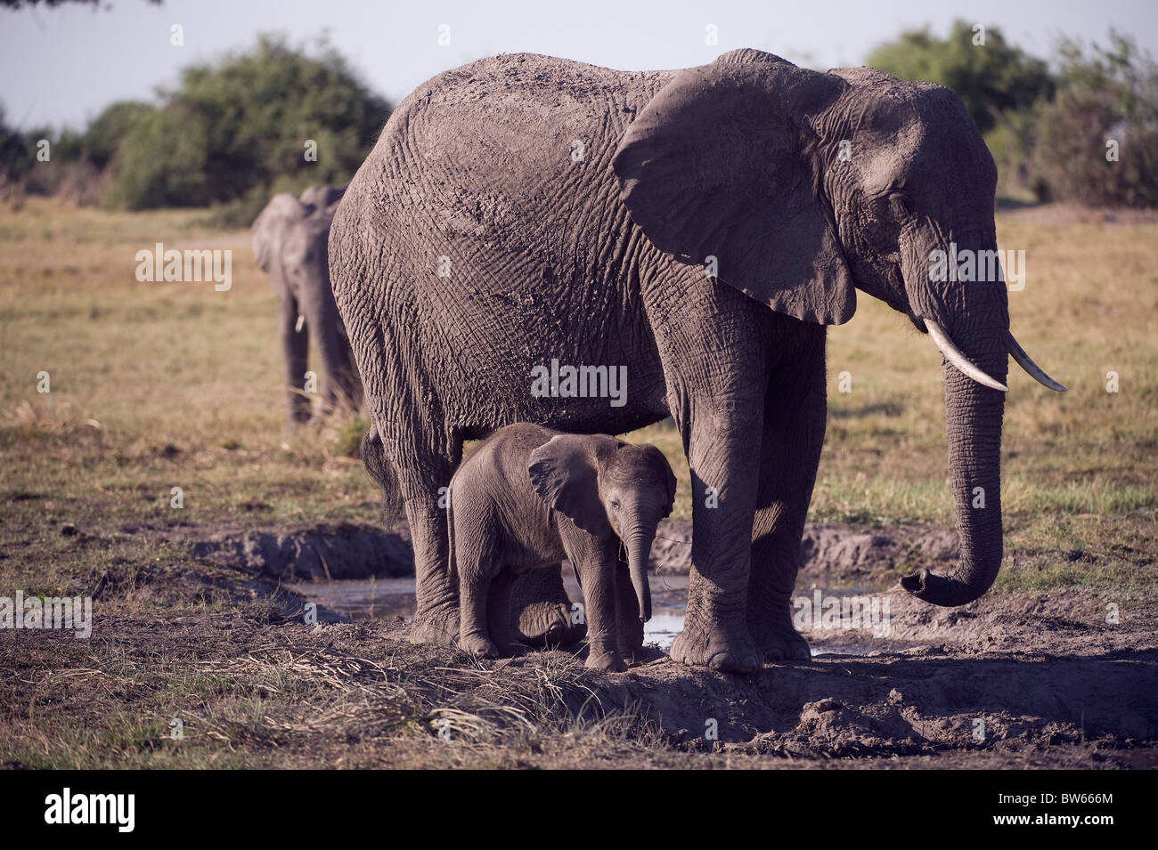 African elephant mother and calf standing near mud wallow Duba Plains Okavango Delta Stock Photo