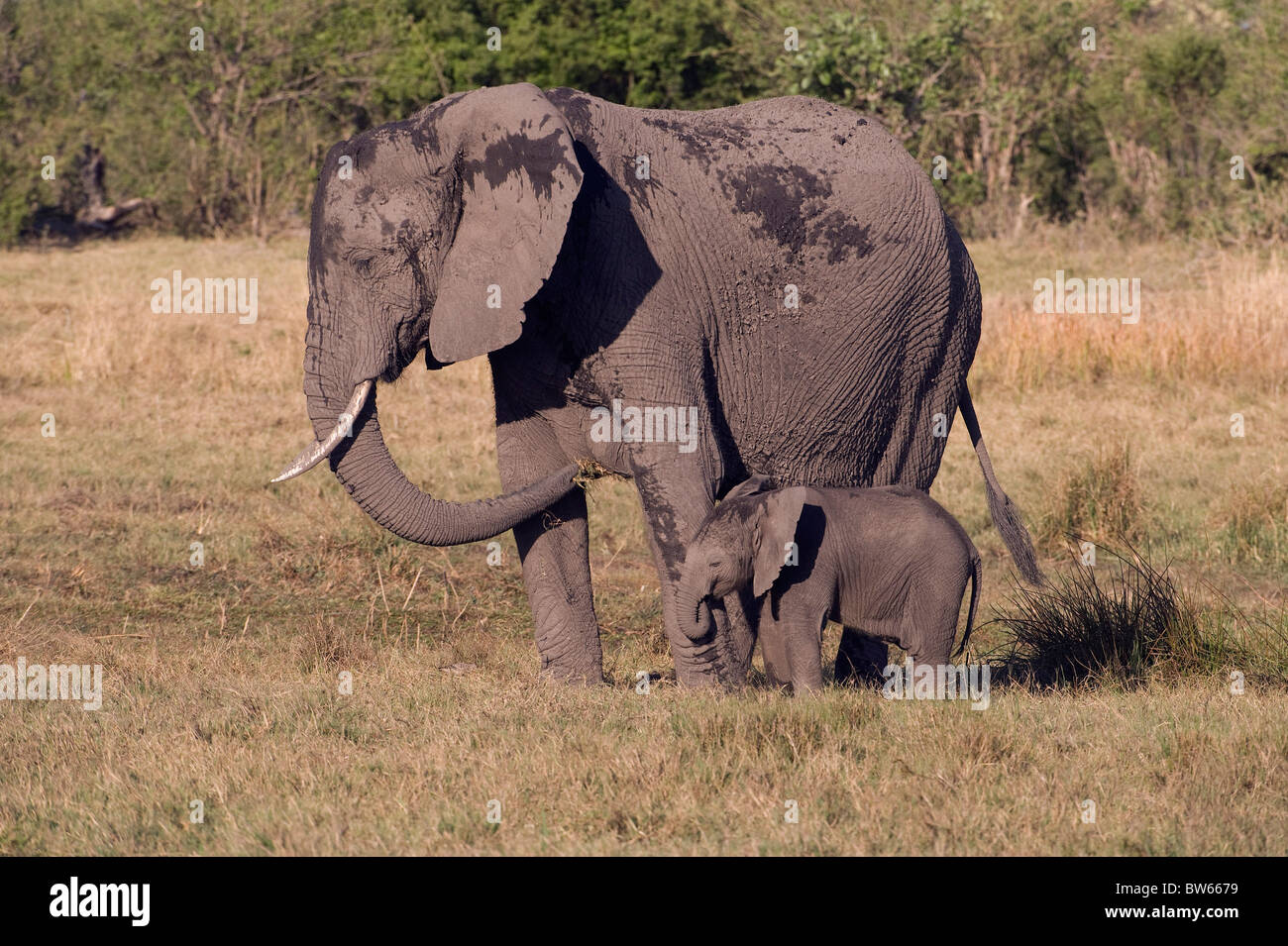 African elephant mother and calf standing feeding Duba Plains Okavango delta Stock Photo