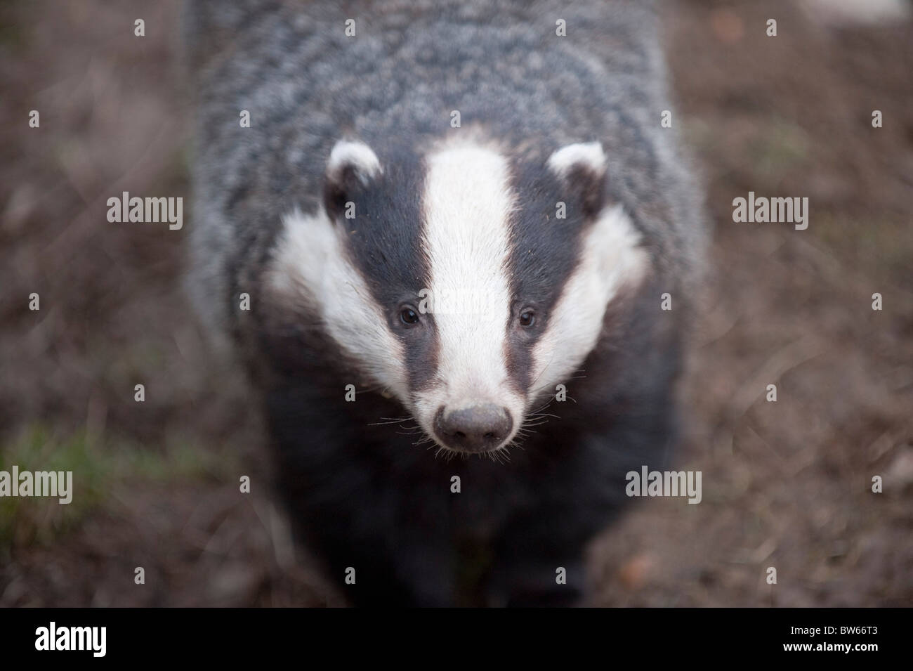 Portrait of European badger Meles meles UK Stock Photo