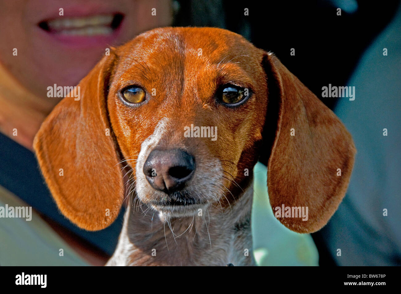 Face of dachshund dog Stock Photo