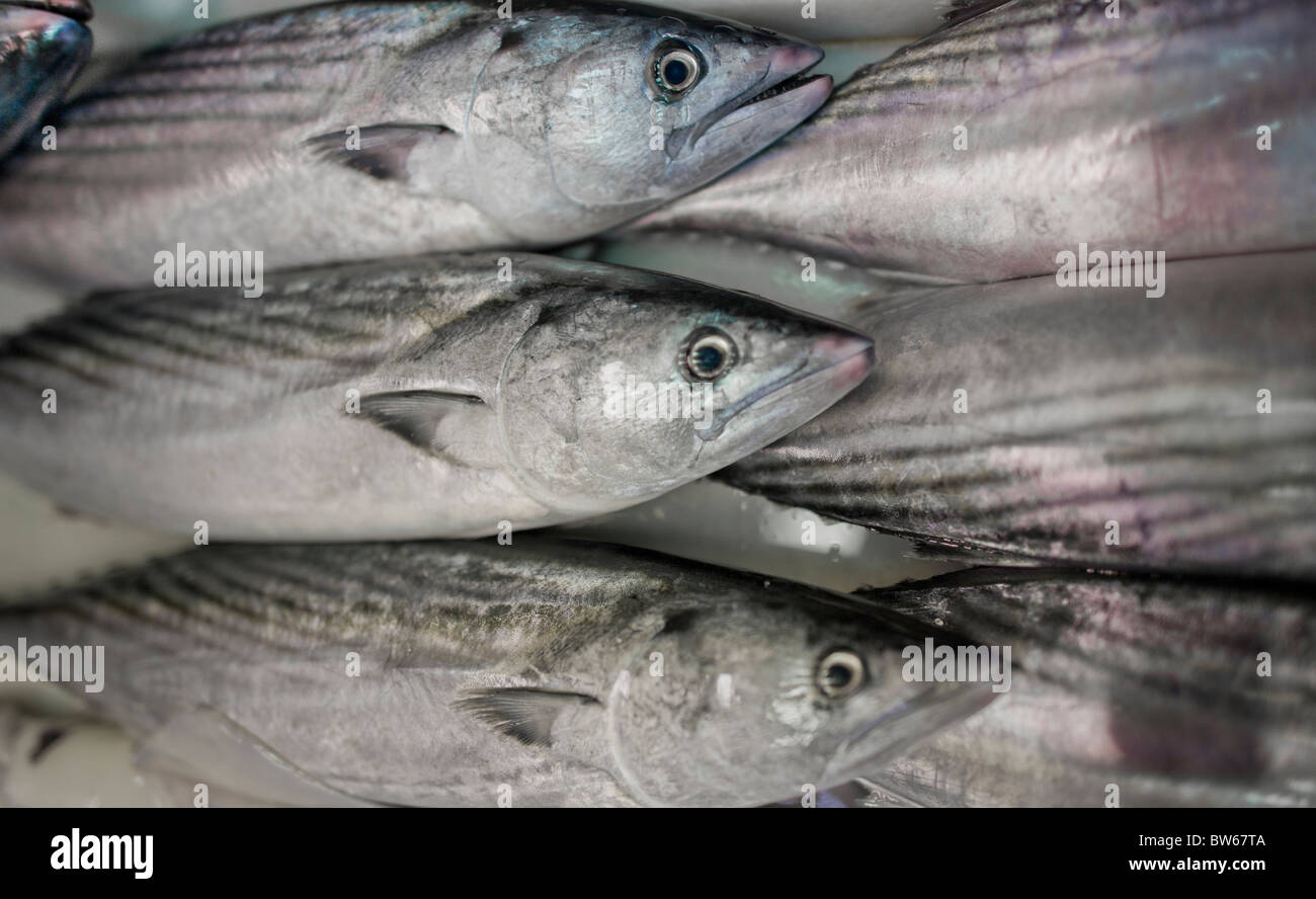 FRESH FISH IN MARKET Stock Photo Alamy