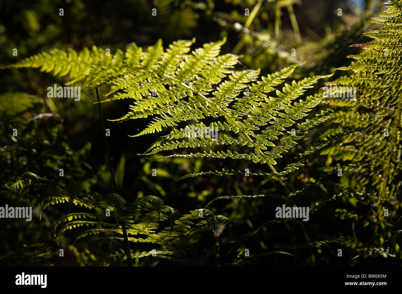 Ferns against sunlight Stock Photo Alamy