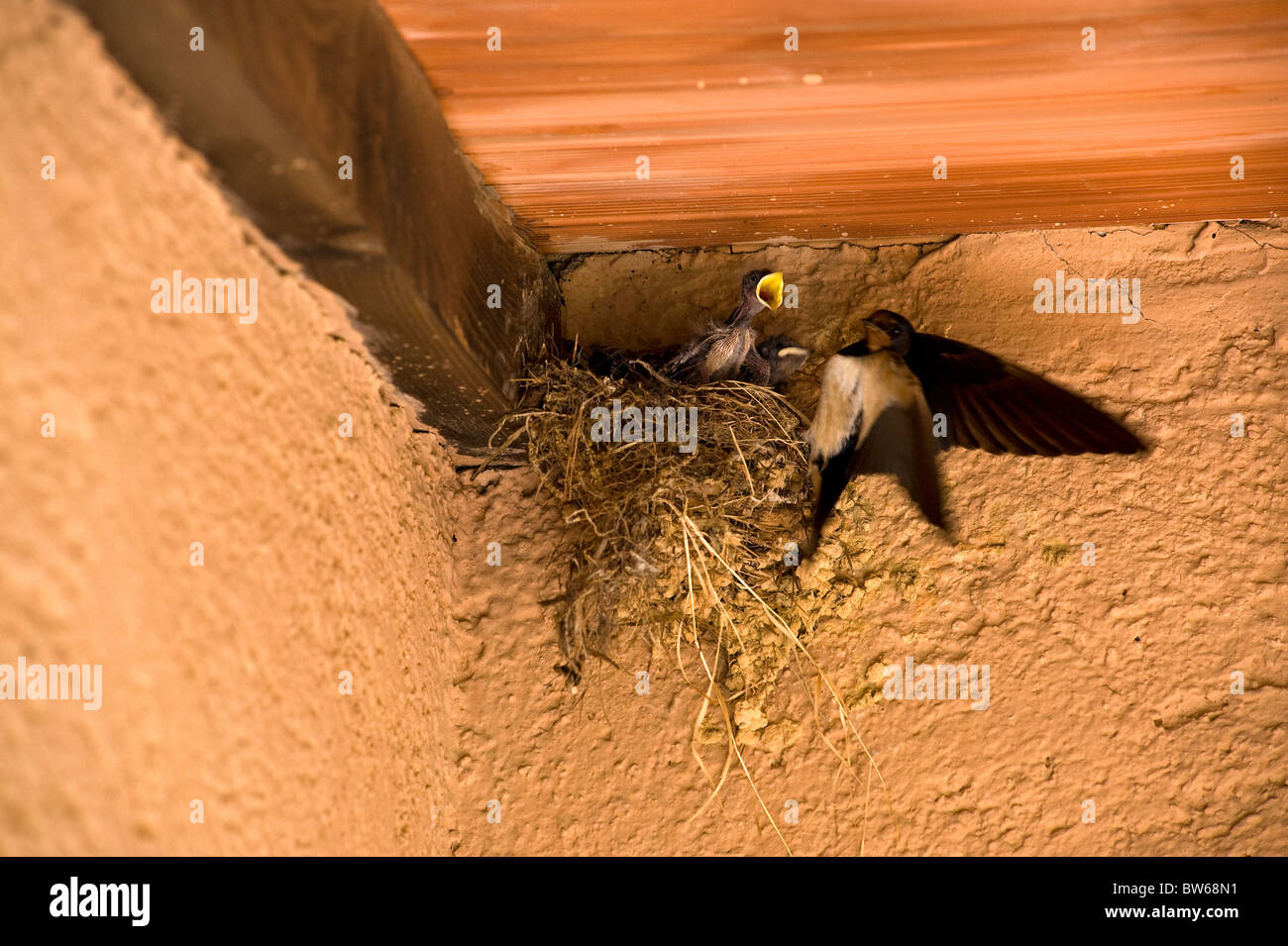 Swallow's nest in Tuscany, Italy Stock Photo Alamy