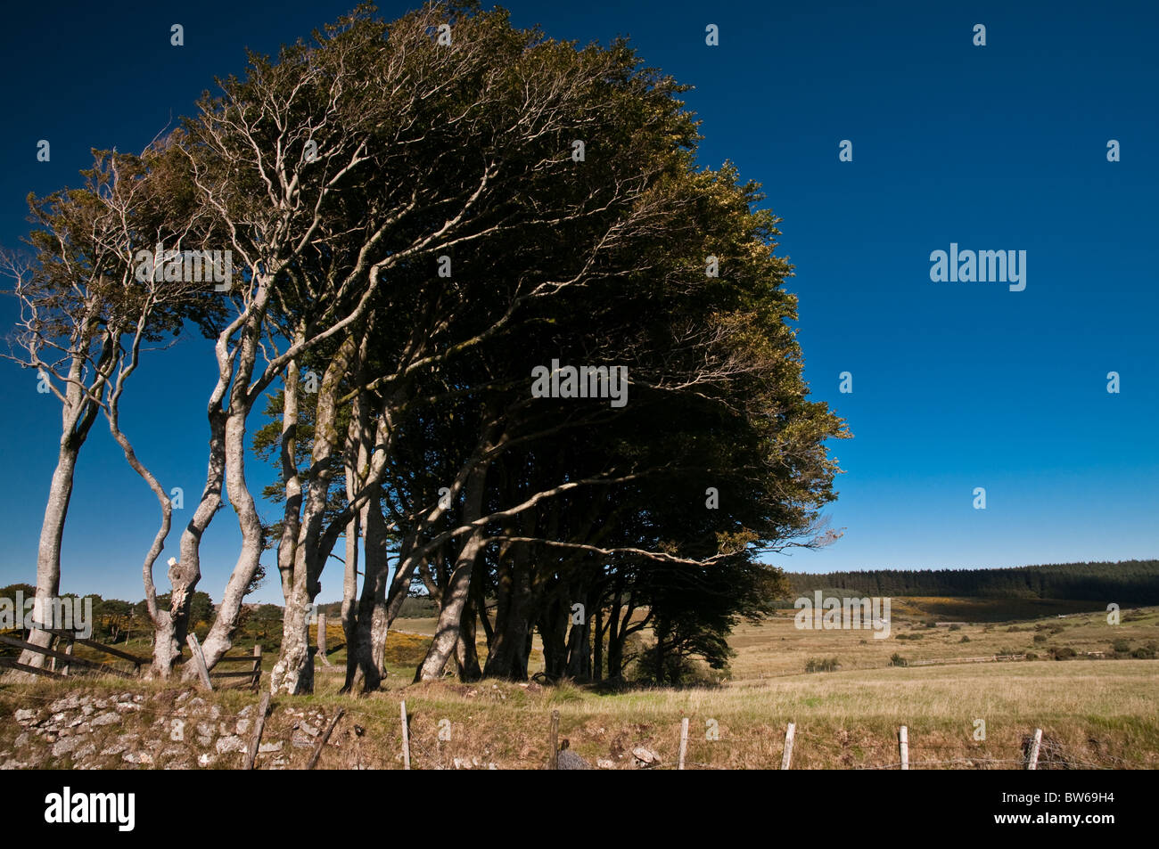 Wind-swept Hawthorn trees in Dartmoor Stock Photo