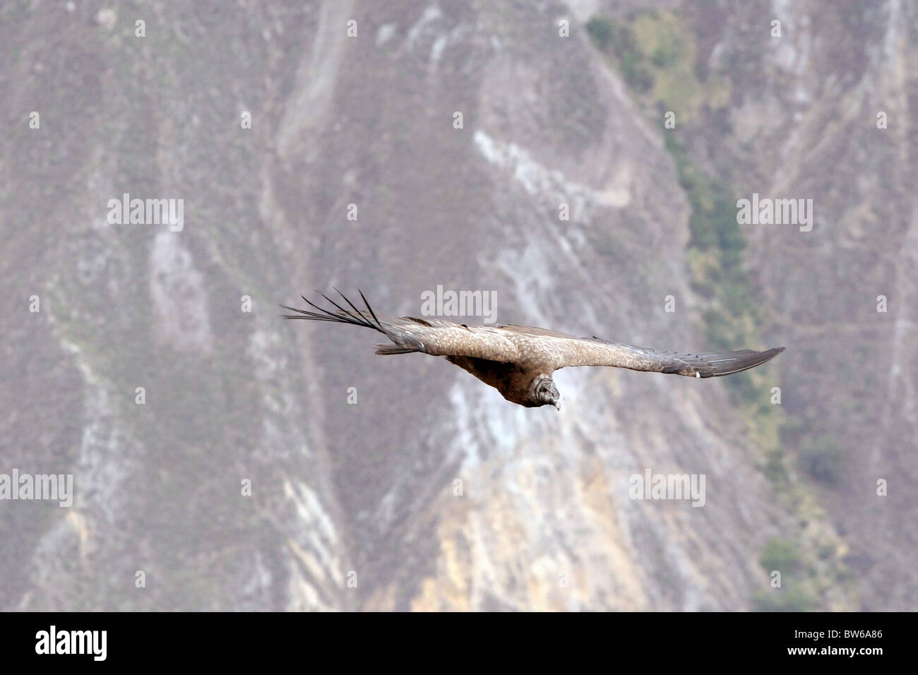 Andean Condor gliding in Colca Canyon near Arequipa,Peru Stock Photo