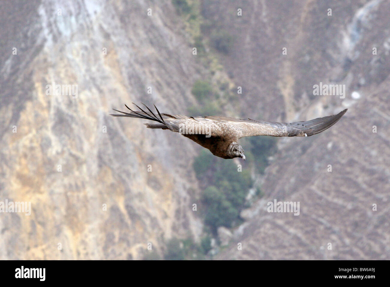 Andean Condor gliding in Colca Canyon near Arequipa,Peru Stock Photo