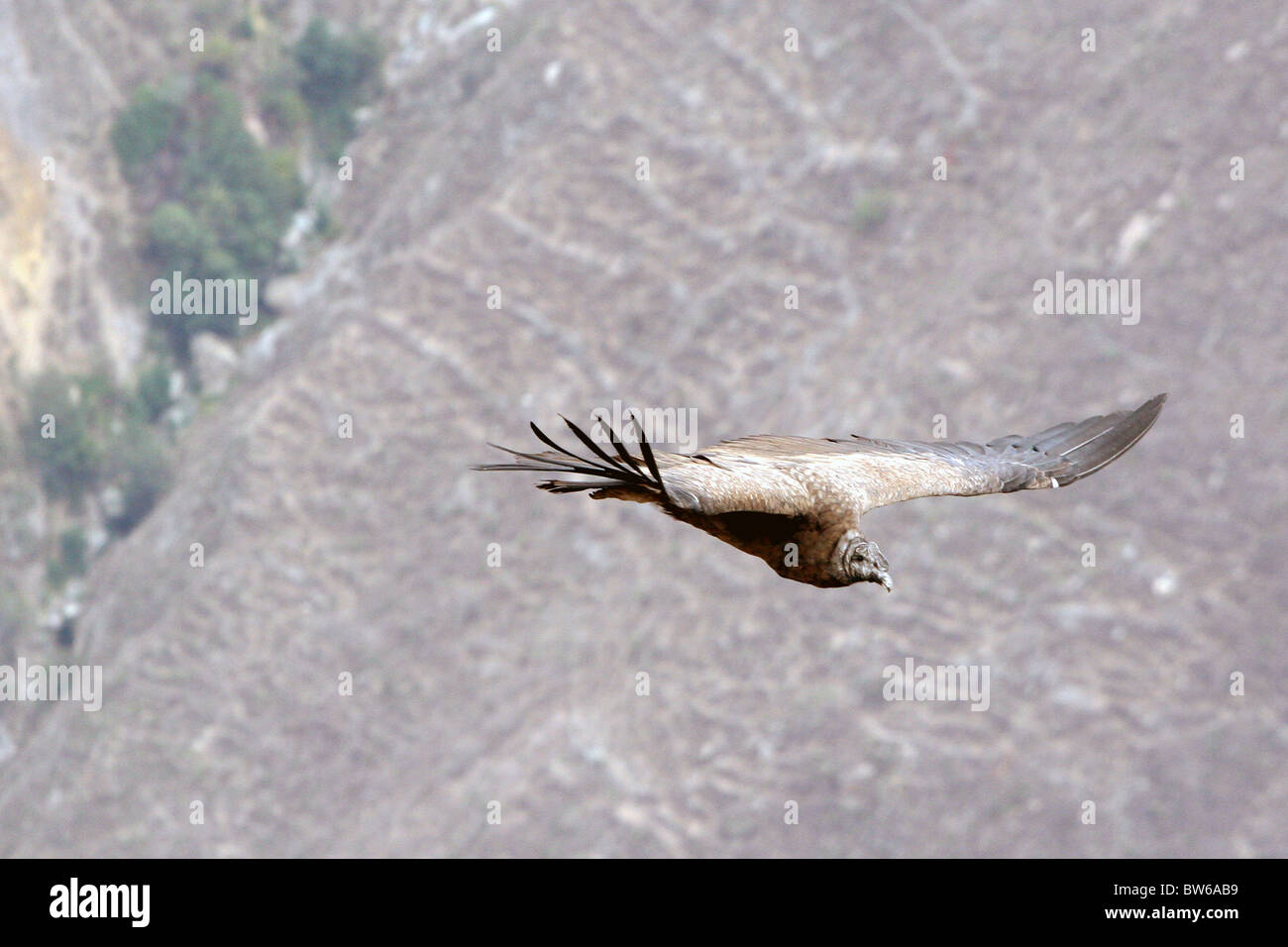 Andean Condor gliding in Colca Canyon near Arequipa,Peru Stock Photo
