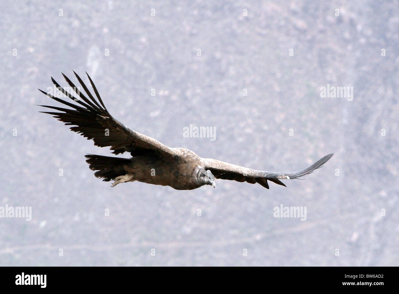 Andean Condor gliding in Colca Canyon near Arequipa,Peru Stock Photo