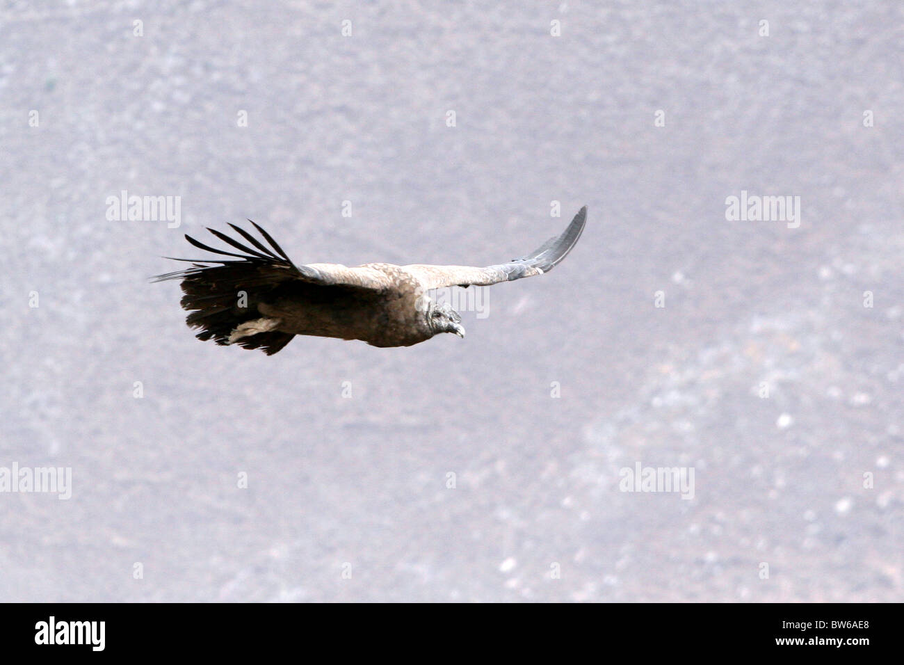 Andean Condor gliding in Colca Canyon near Arequipa,Peru Stock Photo
