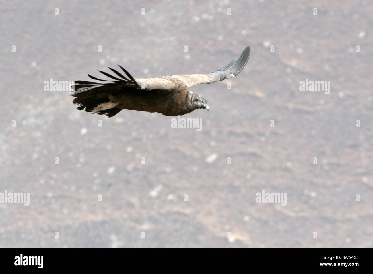 Andean Condor gliding in Colca Canyon near Arequipa,Peru Stock Photo