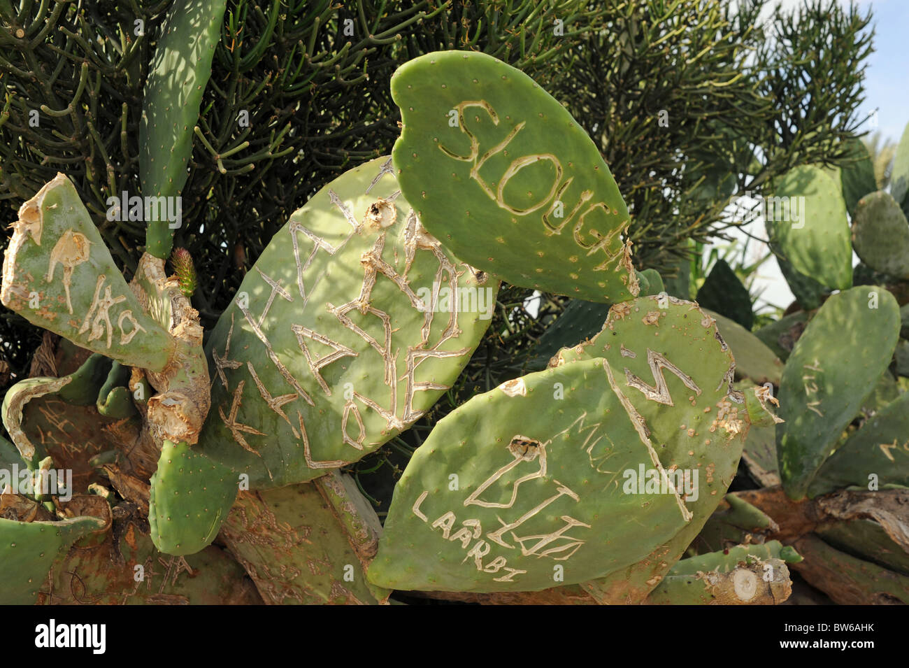 Marrakesh Morocco - Cactus plant with graffiti carved into the leaves