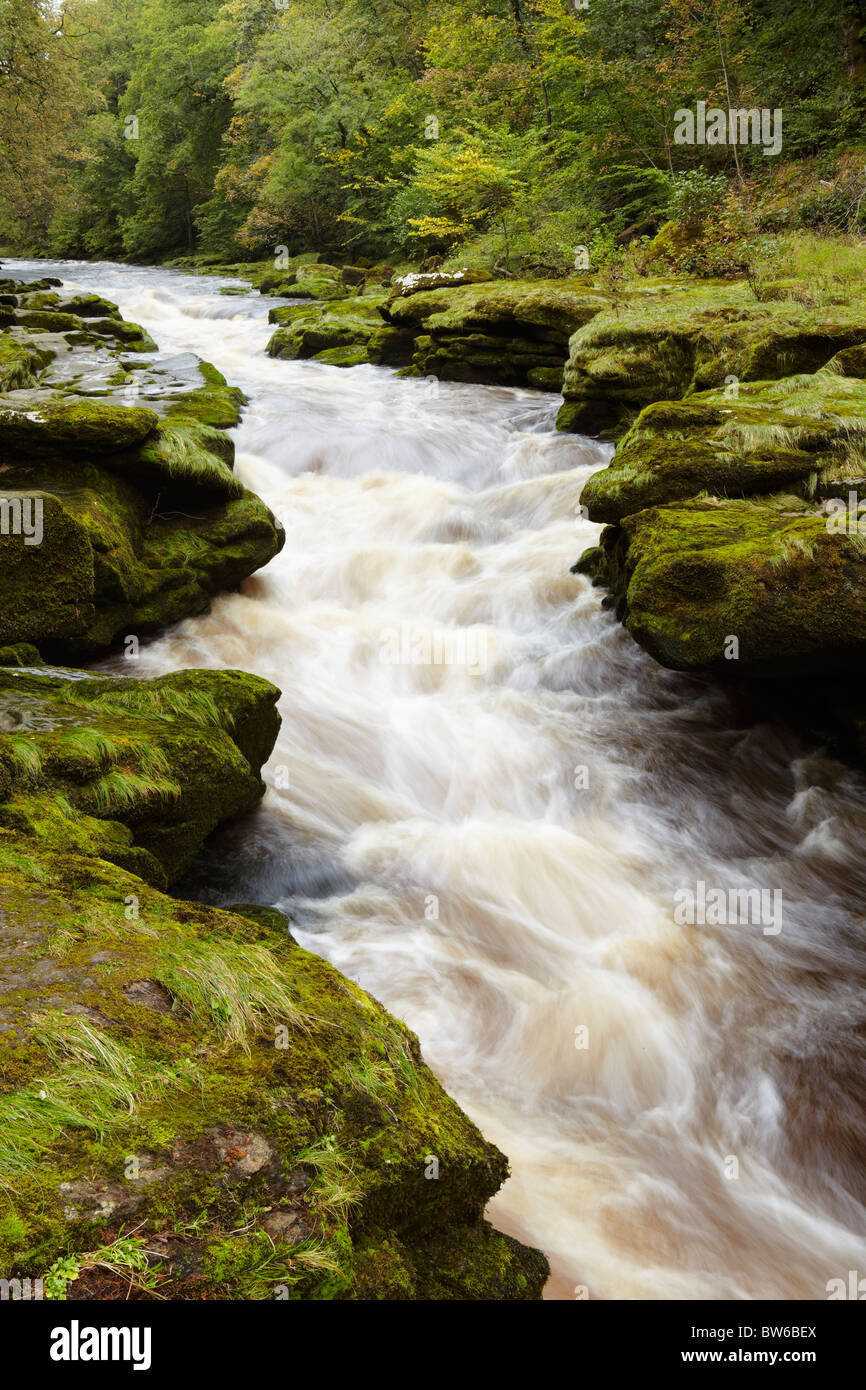 The River Wharfe in spate cascades through the Strid at Bolton Abbey near Skipton, NorthYorkshire Stock Photo