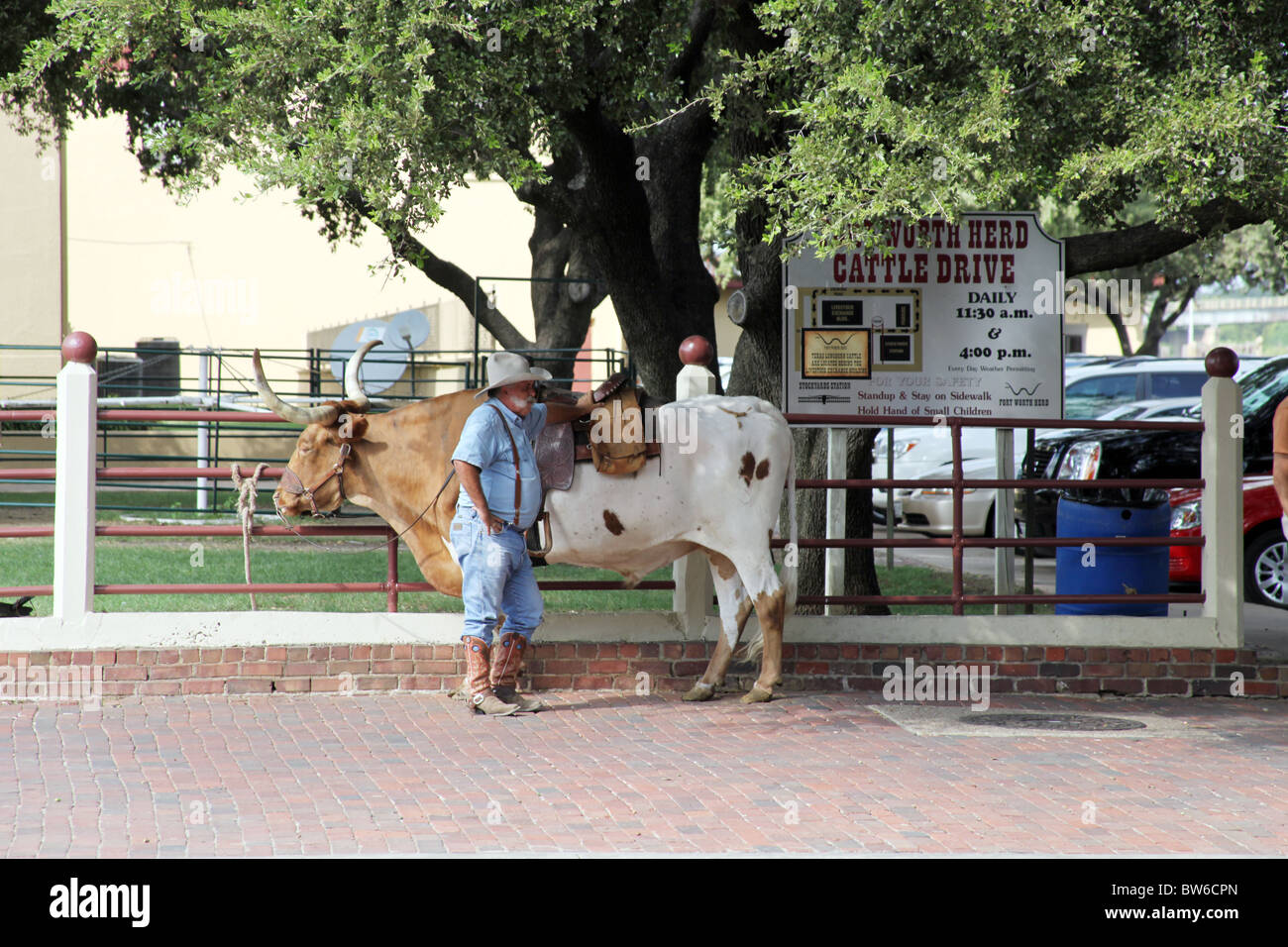 Cowboy with his longhorn cow at Stock Yards in Fort Worth Stock Photo