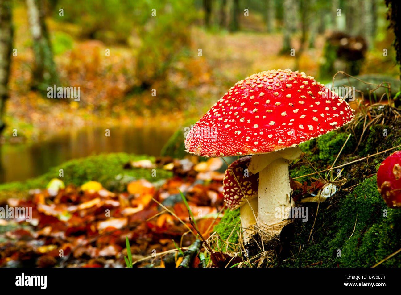 Close-up picture of a Amanita poisonous mushroom in nature Stock Photo