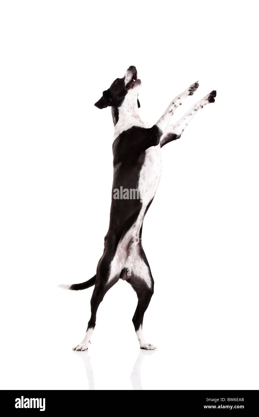 Beautiful mixed breed dog, standing over white background Stock Photo