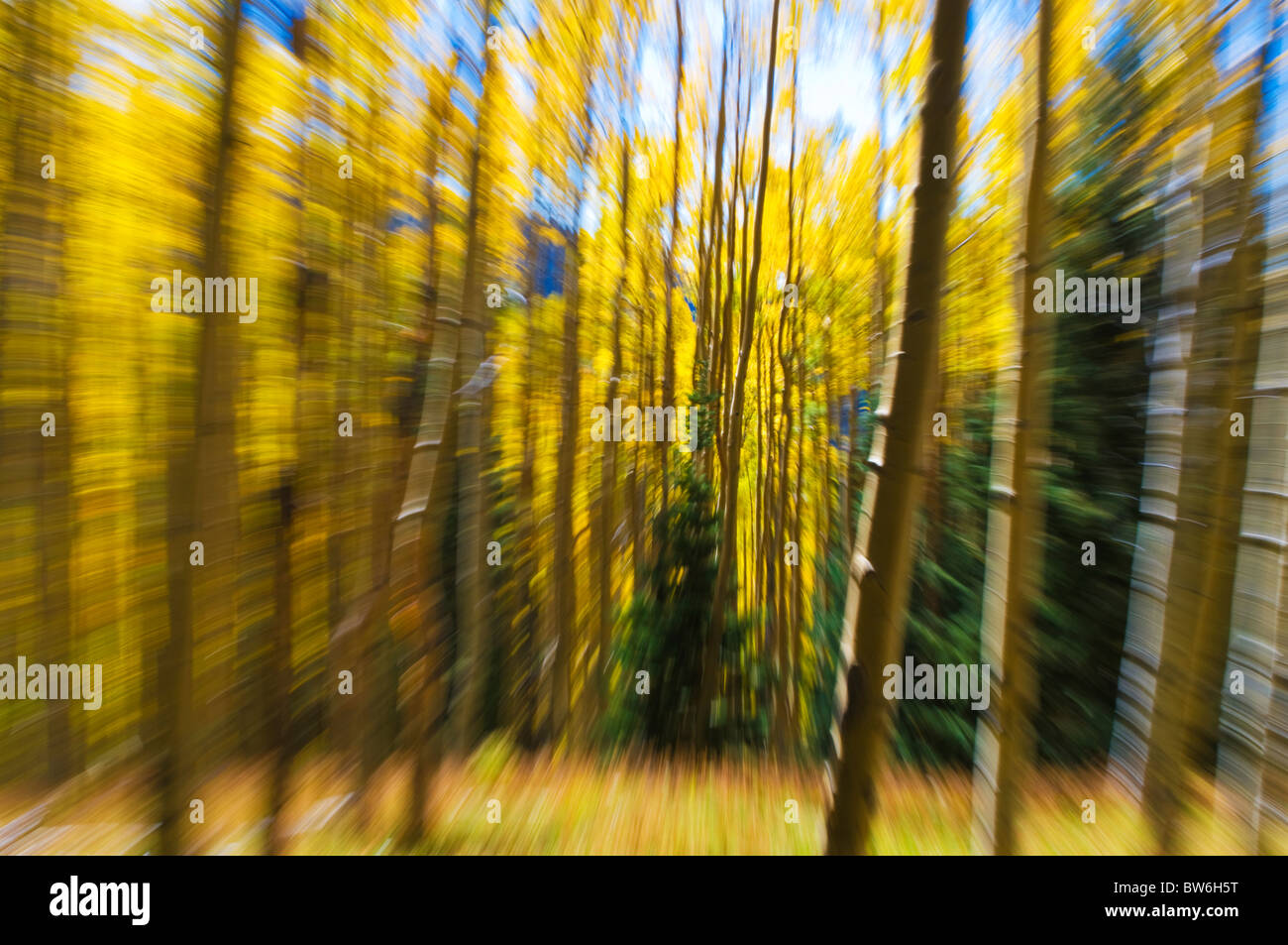 Creative camera technique on fall Aspen trees Stock Photo