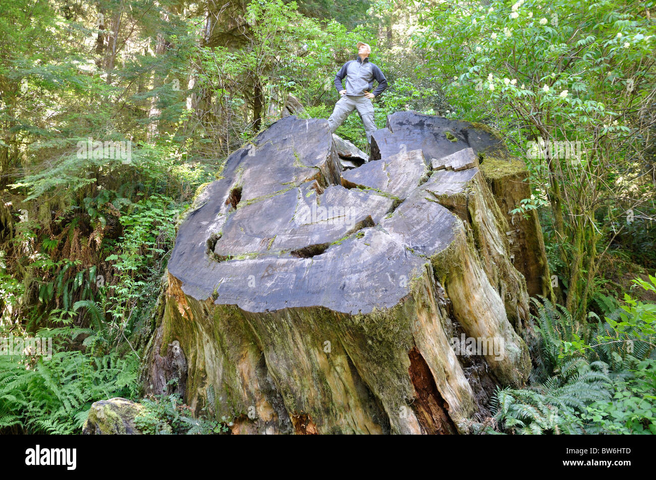 Massive trunk of cut redwood tree with a man standing on it, Redwoods