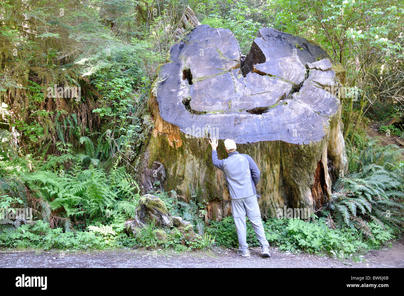 Massive trunk of cut redwood tree, Redwoods National Park, California, USA Stock Photo Alamy