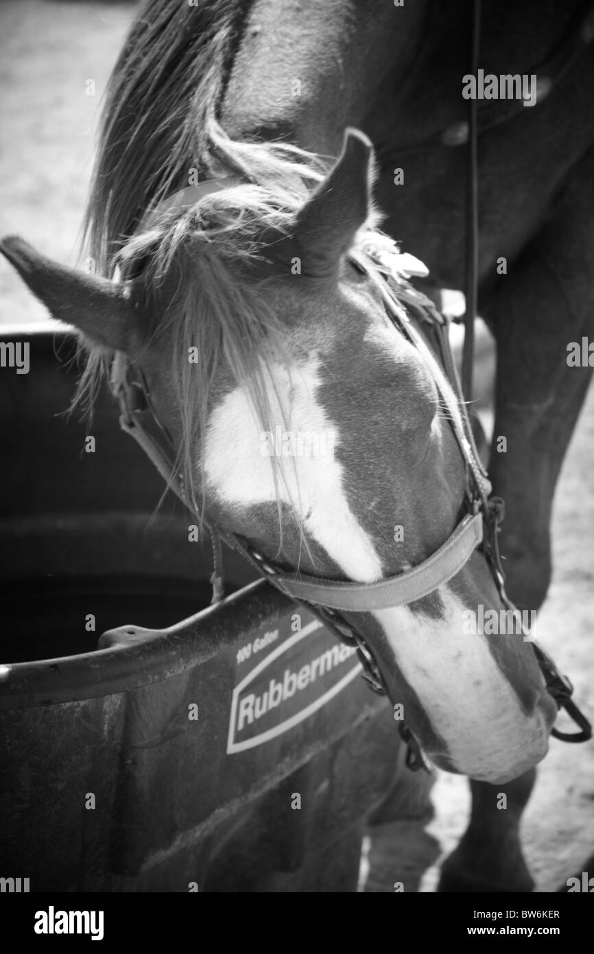 horse having a scratch against a water bucket Stock Photo