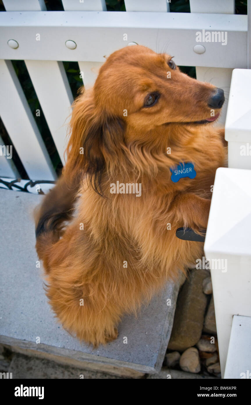 Mans best friend, dog Stock Photo Alamy