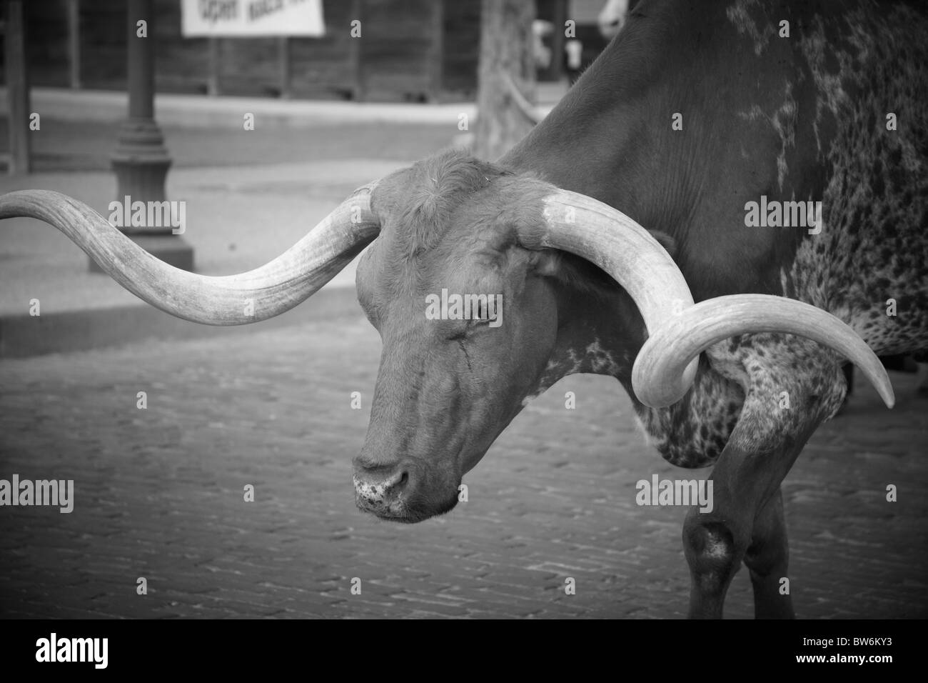 Horned cows at the cattle drive, Dallas Forth Worth Stock Yard Stock Photo