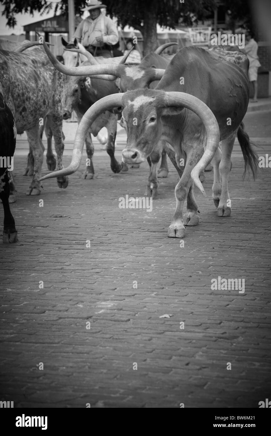 Horned cows at the cattle drive, Dallas Forth Worth Stock Yard Stock Photo