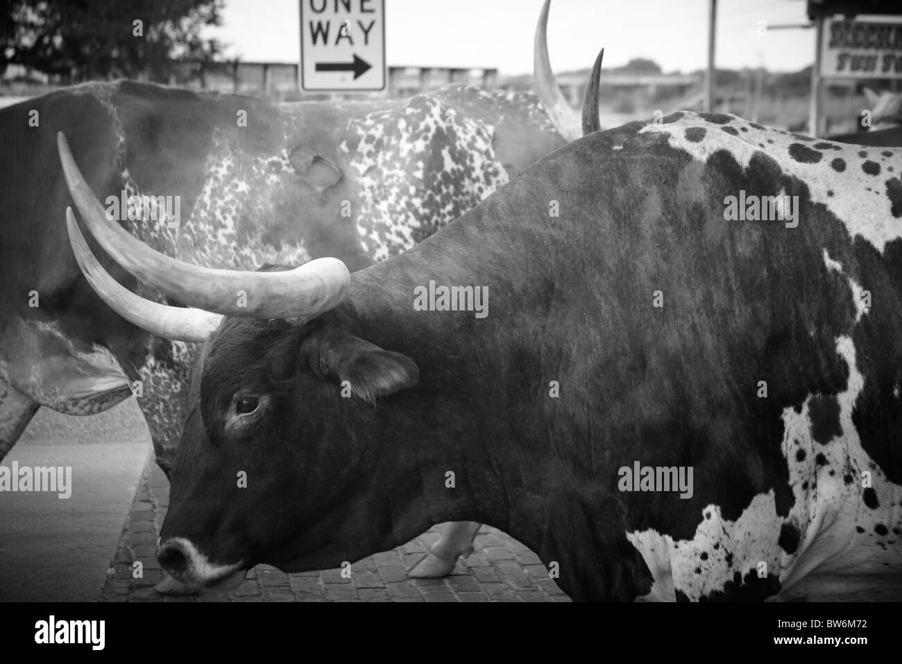 Horned cows at the cattle drive, Dallas Forth Worth Stock Yard Stock Photo