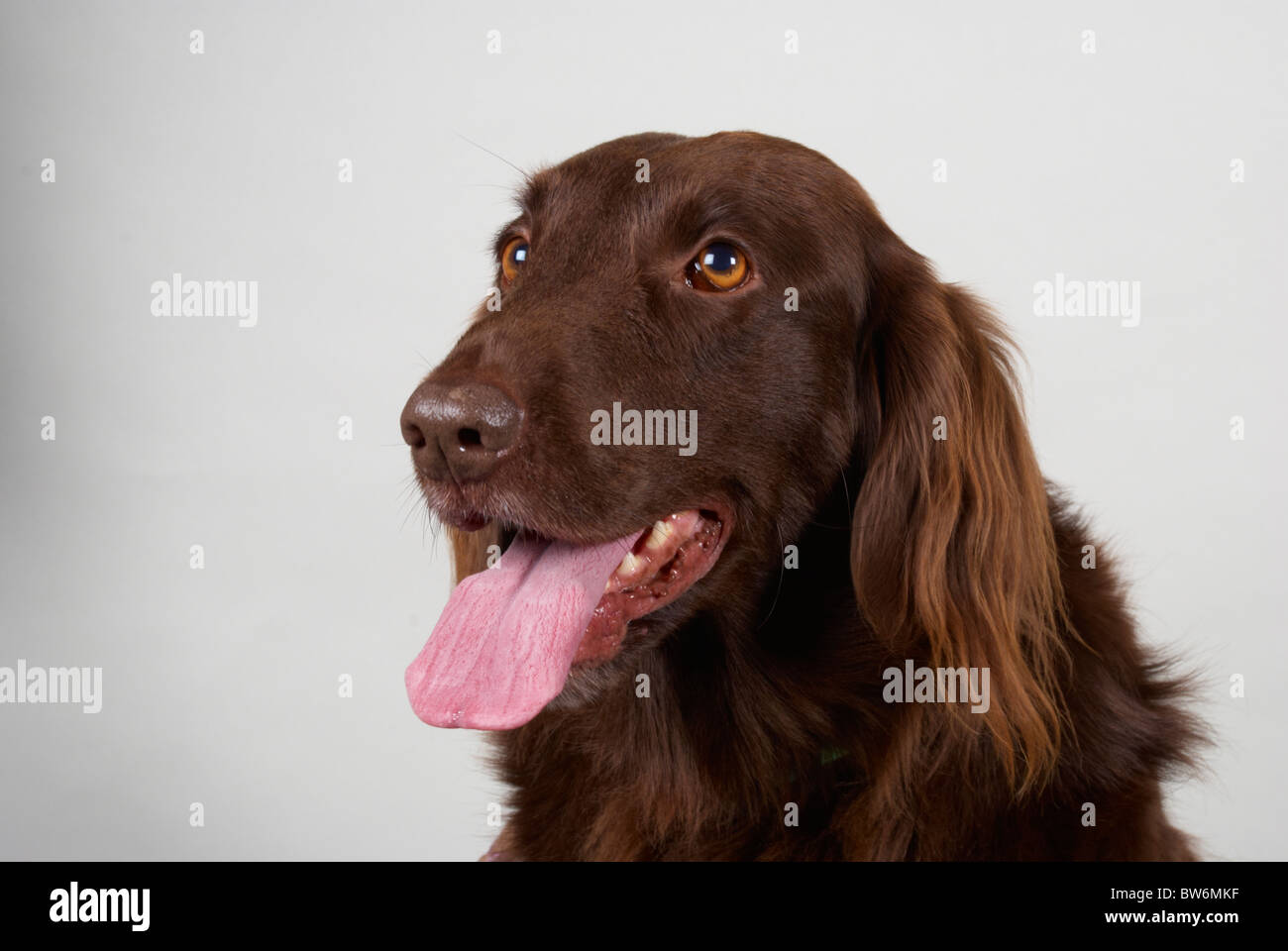 Liver flat coated retriever hi-res stock photography and images - Alamy